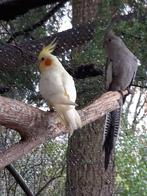 2 jonge valkparkieten, Meerdere dieren, Parkiet
