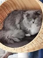 Goed lezen ragdoll, Dieren en Toebehoren, Kater, Met stamboom, 3 tot 5 jaar