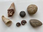 Fossielen Collectie - Ammonieten & Zee-egels, Verzamelen, Mineralen en Fossielen, Ophalen, Fossiel