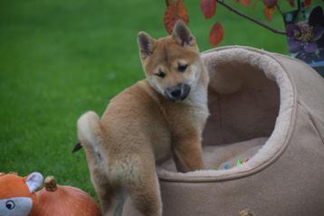 Shiba inu jong nestje pups beschikbaar beschikbaar voor biedingen