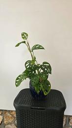 Monstera Adansonii in blauwe pot, Ophalen, Overige soorten, Halfschaduw, In pot