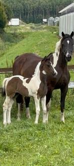 Zwartbont  merrie veulen. ( Greserveerd), Dieren en Toebehoren, Merrie, Dressuurpaard, 0 tot 2 jaar