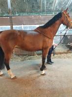 Super brave recreatie merrie, Merrie