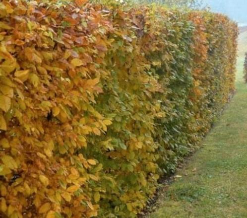 Haagbeukjes voor beukenhaag, 15 en 25cm hoog, Tuin en Terras, Planten | Struiken en Hagen, Haag, Beukenhaag, Minder dan 100 cm