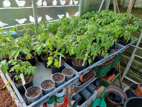 Tomatenplanten diverse soorten, Tuin en Terras, Planten | Tuinplanten, Eenjarig, Groenteplanten, Volle zon, Zomer, Ophalen