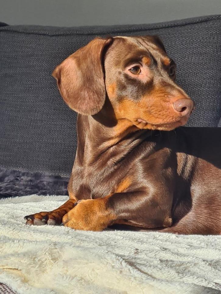 Dekreu Teckel Choc and Tan, Dieren en Toebehoren, Honden | Dekreuen, Reu, Particulier, Eén hond, Nederland, 3 tot 5 jaar, CDV (hondenziekte)