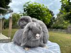 Prachtige jonge Minilop konijntjes. Lief en mooi koppel!, Dieren en Toebehoren, Konijnen, Meerdere dieren, Dwerg, Hangoor, 0 tot 2 jaar