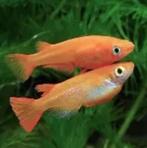 rijstvisje goud €4,50, Dieren en Toebehoren, Vissen | Aquariumvissen, Vis, Zoetwatervis