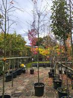 Amelanchier Lamarckii (Krentenboom), Ophalen of Verzenden, Volle zon, Overige soorten