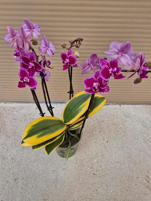 Phalaenopsis multi. 'Hornglin Vick' Magic Leaf p12, Huis en Inrichting, Kamerplanten, Overige soorten, Minder dan 100 cm, Ophalen of Verzenden