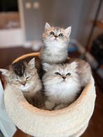 British shorthair katten, Dieren en Toebehoren, Meerdere dieren, 0 tot 2 jaar
