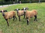 Kameroen schaap ram, Mannelijk, Schaap, 0 tot 2 jaar