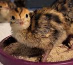 Japanse kwartels kuikens, Dieren en Toebehoren, Pluimvee, Meerdere dieren, Eend