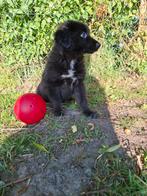 Prachtige Aussie Australian Shepherd pups!!, Dieren en Toebehoren, Nederland, 8 tot 15 weken, CDV (hondenziekte), Meerdere