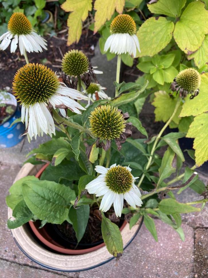 Zaden Echinacea wit -Zonnehoed, Tuin en Terras, Planten | Tuinplanten, Eenjarig, Overige soorten, Volle zon, Ophalen of Verzenden