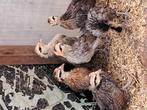 Jonge serama  kipjes, Dieren en Toebehoren, Pluimvee, Vrouwelijk, Kip