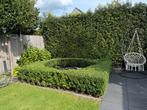 Buxus haag voor bijv. om een trampoline, Ophalen, Buxus, Haag, Minder dan 100 cm