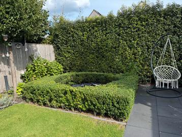 Buxus haag voor bijv. om een trampoline beschikbaar voor biedingen