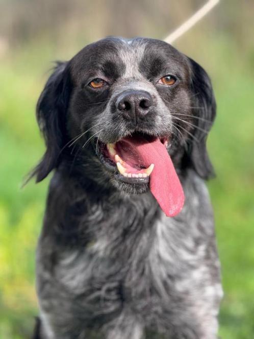 Calamar, een actieve, vriendelijke knul..., Dieren en Toebehoren, Honden | Niet-rashonden, Middel, Reu, Particulier, Eén hond