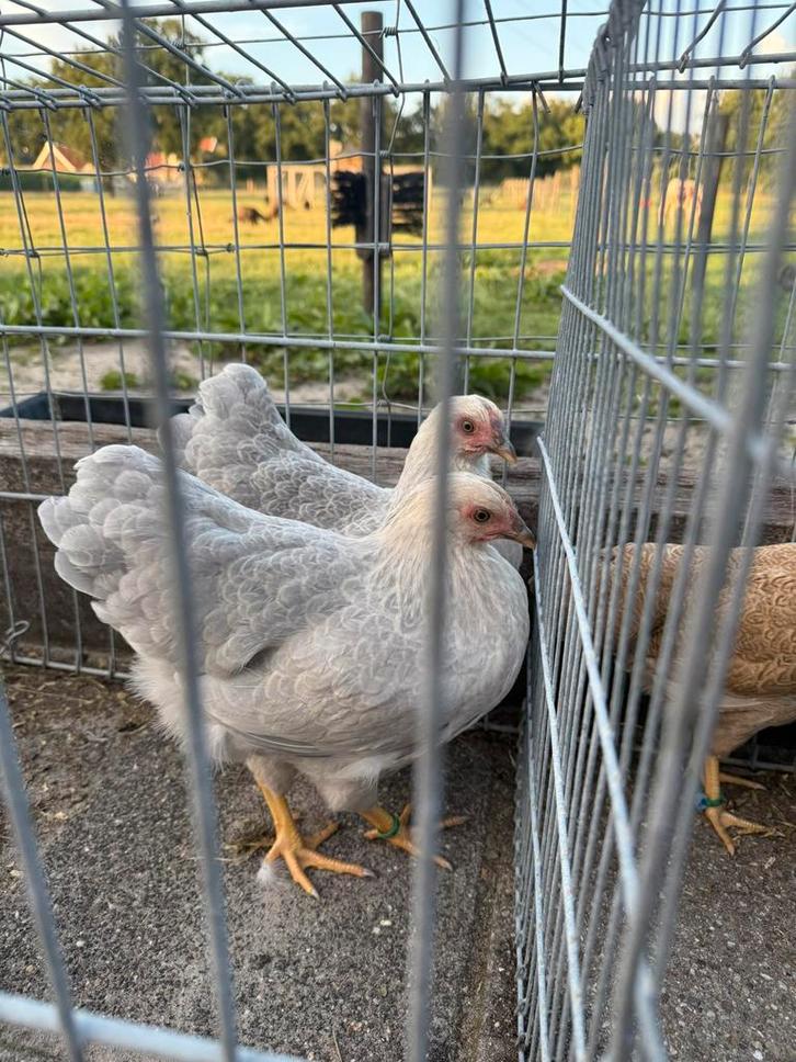 Wyandotte kriel isabel patrijs, Dieren en Toebehoren, Pluimvee, Kip, Vrouwelijk