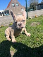 Franse bulldog pups, Rabiës (hondsdolheid), 15 weken tot 1 jaar, Buitenland, Bulldog