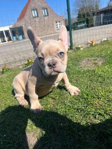 Franse bulldog pups beschikbaar voor biedingen