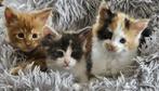 Maine Coon kittens, Meerdere dieren, Gechipt, 0 tot 2 jaar