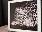 2 schilderijen panter Gratis, Ophalen of Verzenden, Gebruikt, Schilderij, 50 tot 75 cm