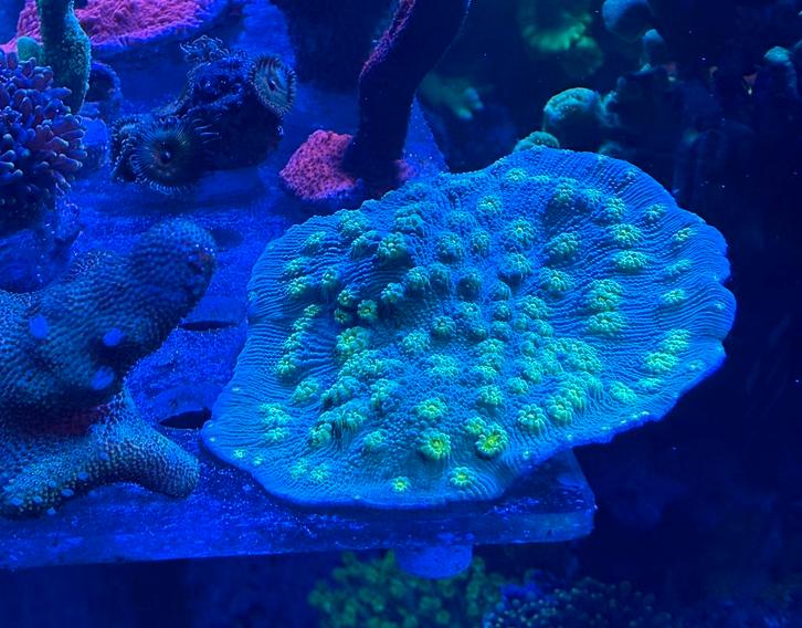 Koralen pakket, Dieren en Toebehoren, Vissen | Aquariumvissen, Overige typen