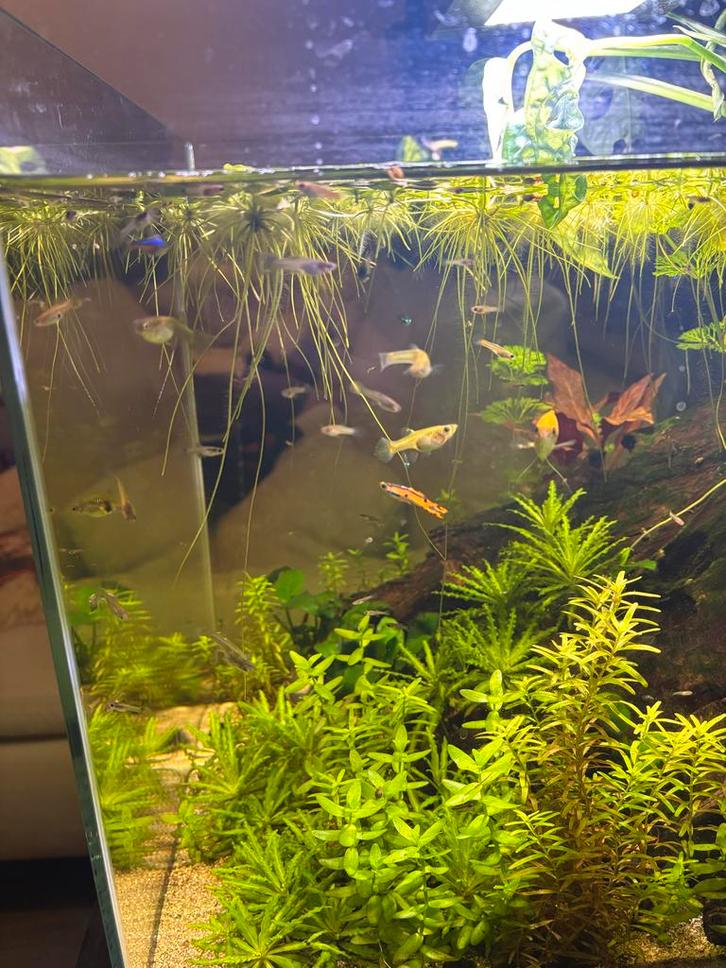 Endler gup man/ vrouw, Dieren en Toebehoren, Vissen | Aquaria en Toebehoren, Nieuw, Plant(en), Steen of Hout, Ophalen of Verzenden