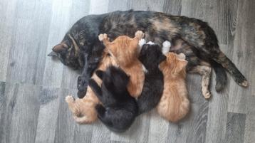 5 prachtige kittens beschikbaar voor biedingen