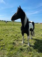 Zwart bonte Tinker/Fries allround Merrie Enya, Dieren en Toebehoren, Paarden, M, 7 tot 10 jaar, Merrie, Gechipt