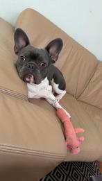 Dekking – Reu beschikbaar, Parvo, Reu, 1 tot 2 jaar, Eén hond