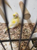 Te koop groenling pop geel intensief, Vrouwelijk, Wildzangvogel, Geringd