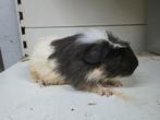 Coronet cavia beertje, Dieren en Toebehoren, Knaagdieren, Cavia, Mannelijk, Juli, Tam