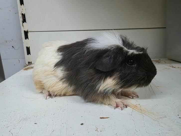 Coronet cavia beertje, Dieren en Toebehoren, Knaagdieren, Mannelijk, Cavia, Juli, Tam