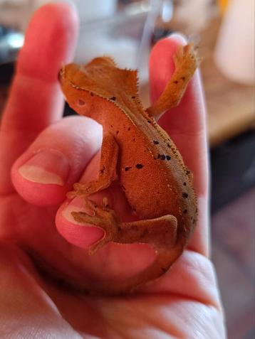 Wimpergekko nakweek red inktspot dalmatian  beschikbaar voor biedingen