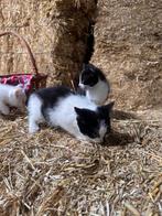 Boerderij kittens, Dieren en Toebehoren