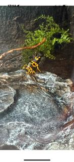 Dendrobates Leucomelas, Dieren en Toebehoren, Reptielen en Amfibieën, Amfibie, 0 tot 2 jaar