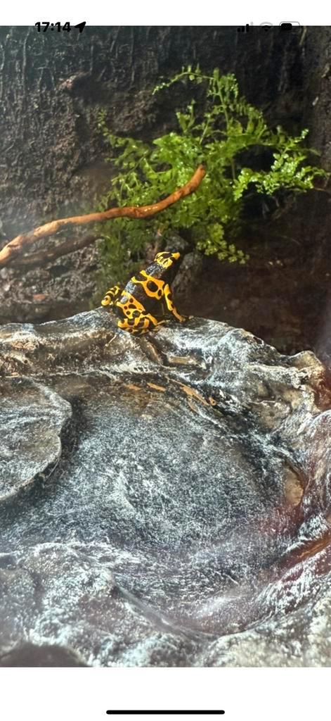 Dendrobates Leucomelas, Dieren en Toebehoren, Reptielen en Amfibieën, Amfibie, 0 tot 2 jaar