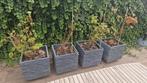 4 bakken met hortensia Annabel, Tuin en Terras, Bloembakken en Plantenbakken, Ophalen, Kunststof, Rond, Zo goed als nieuw