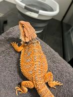 Baardagaam man 4 maanden oud, Dieren en Toebehoren, Reptielen en Amfibieën, Hagedis, Met terrarium, 0 tot 2 jaar