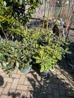 Rhododendrons div kleuren vol knop grote pot hoog 40 cm, Vaste plant, Halfschaduw, Zomer, Ophalen