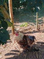 Zijdehoen Hennen met een Krulveerhaan, Dieren en Toebehoren, Pluimvee, Meerdere dieren, Kip