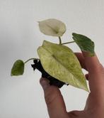 Alocasia Scalprum mint, Overige soorten, Minder dan 100 cm, Groene kamerplant, Halfschaduw