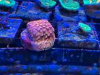 Big R sunkist cyphastrea koraal stekken., Dieren en Toebehoren, Vissen | Aquariumvissen, Overige typen, Zoutwatervis