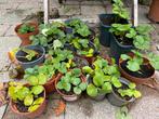 Aardbeien plantjes, Tuin en Terras, Planten | Tuinplanten, Ophalen, Fruitplanten, Volle zon