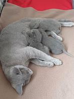 Blauwe rus kitten, Poes, Gechipt, 0 tot 2 jaar