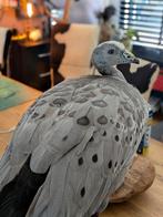 Hoendergans taxidermie, Ophalen of Verzenden, Nieuw, Insect, Opgezet dier