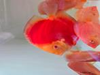 Discusvissen, Dieren en Toebehoren, Vissen | Aquariumvissen, Vis, Zoetwatervis, Schoolvis